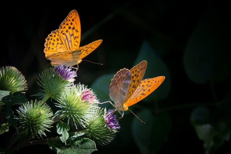 Butterfly Effect Hunts